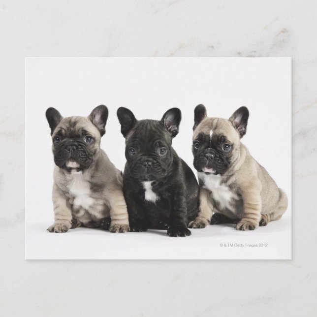 Three Pedigree Puppies Postcard (Front)