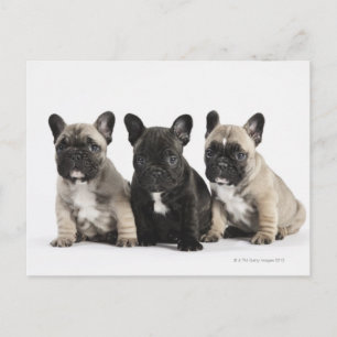 Three Pedigree Puppies Postcard