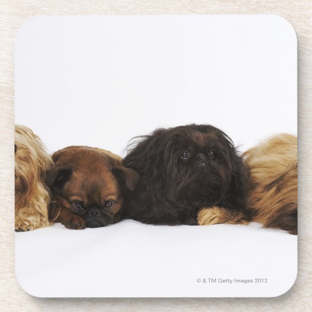 Three Pekingese dogs and single Pug lying down Coaster (Front)
