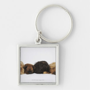 Three Pekingese dogs and single Pug lying down Key Ring