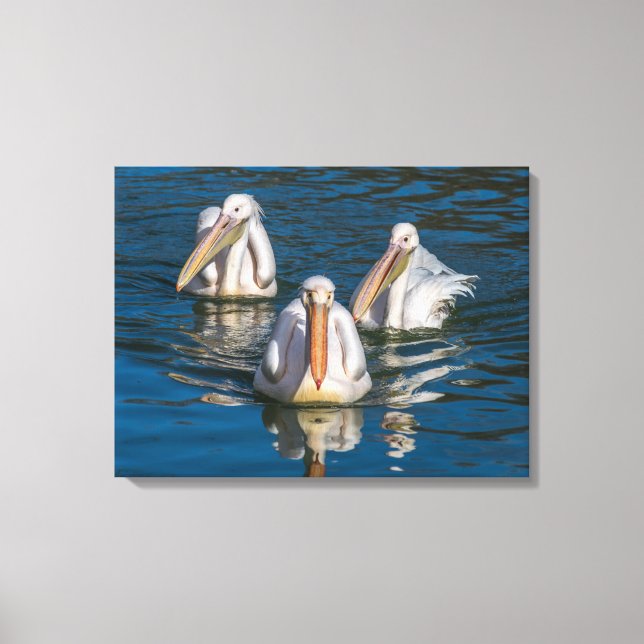 Three pelicans close up canvas print (Front)
