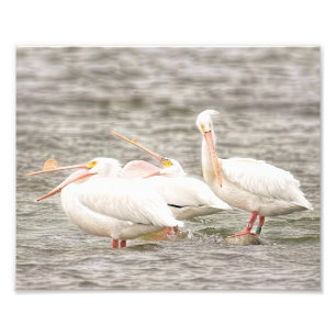 Three Pelicans Fishing Together Photo Print