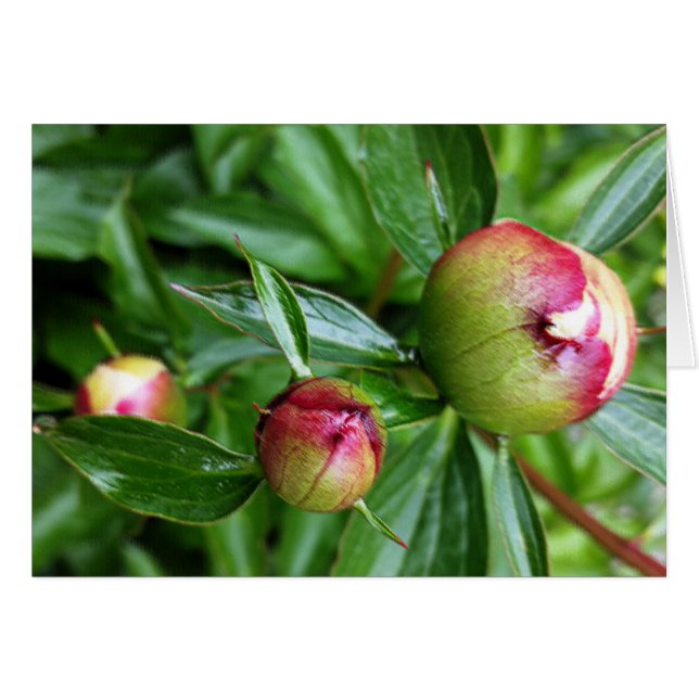 Three peony buds (Front Horizontal)