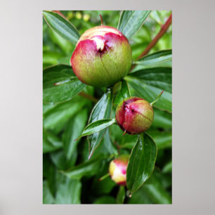 Three peony buds poster