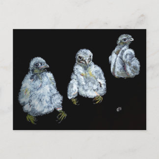 Three Peregrine Chicks Postcard