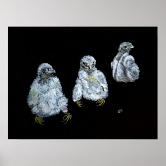 Three Peregrine Chicks Poster