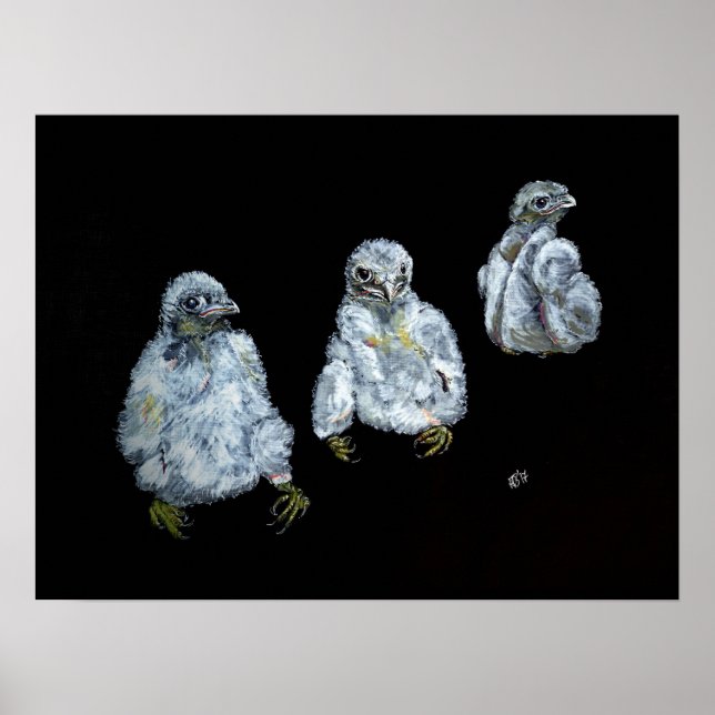 Three Peregrine Chicks Poster (Front)