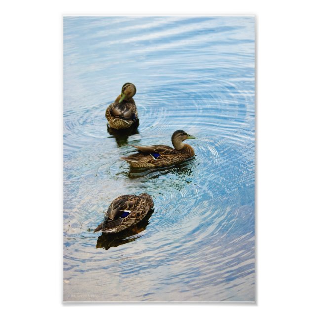 Three Photo Print (Front)