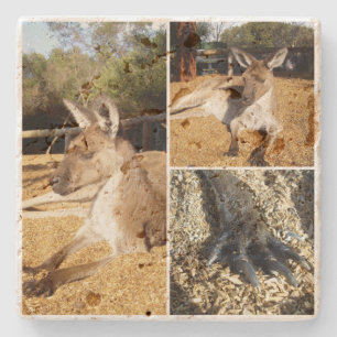 Three Picture Kangaroo Photo Collage, Stone Coaster
