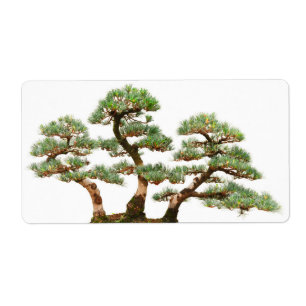 three pine bonsai trees