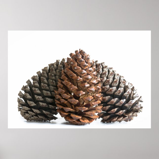 Three pinecones poster (Front)