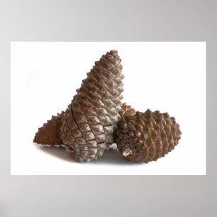 Three pinecones poster