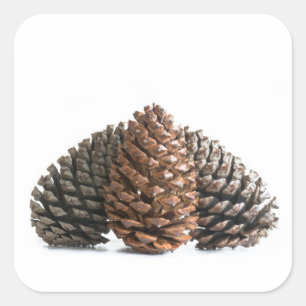 Three pinecones square sticker