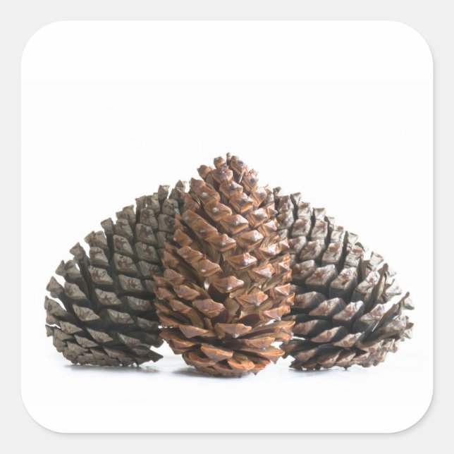 Three pinecones square sticker (Front)