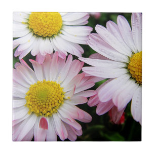 Three pink and white daisies ceramic tile