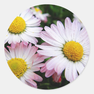 Three pink daisies classic round sticker