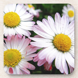 Three pink daisies coaster