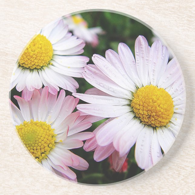 Three pink daisies coaster (Front)