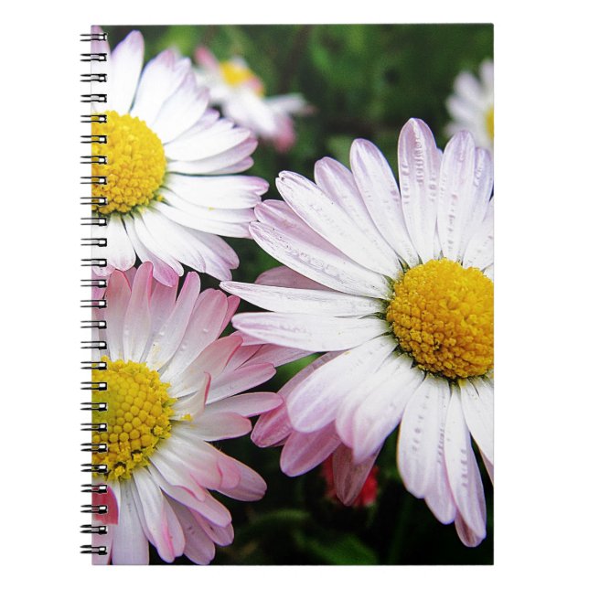 Three pink daisies notebook (Front)