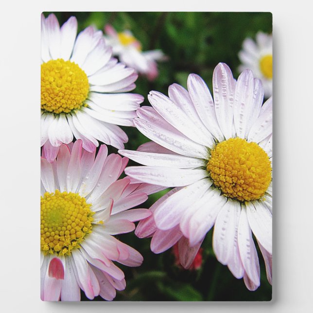 Three pink daisies plaque (Front)