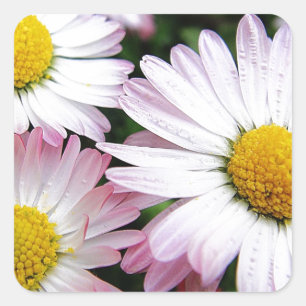 Three pink daisies square sticker