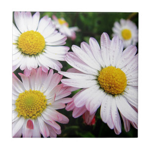Three pink daisies tile