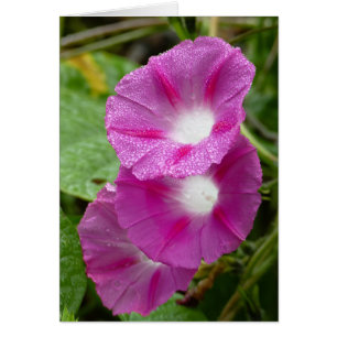 Three Pink Morning Glories