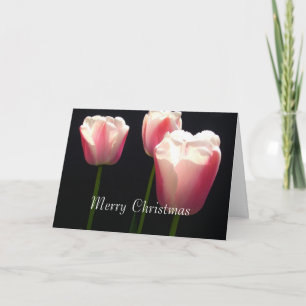 Three pink tulip flowers.  Christmas, holidays. Holiday Card