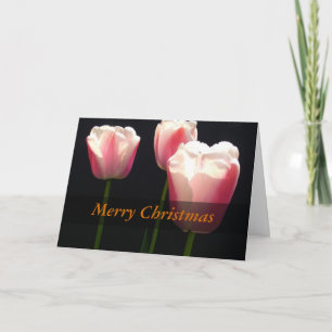 Three pink tulip flowers.  Christmas, holidays. Holiday Card