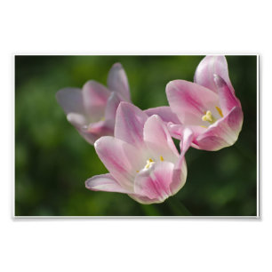 Three pink tulips photo print