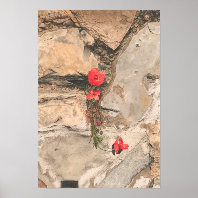 Three Poppies Poster (Front)