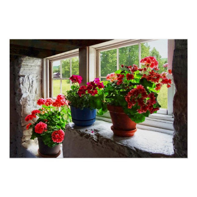 Three Pots of Geraniums on Windowsill Poster (Front)