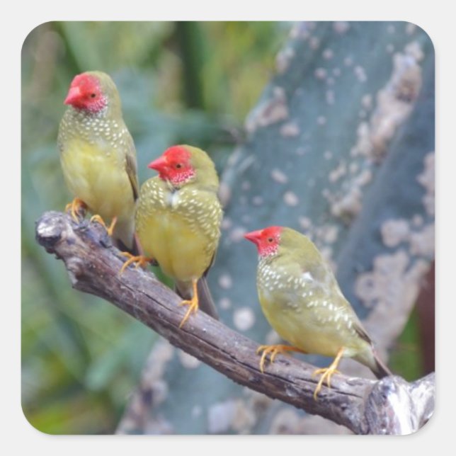 Three pretty green finches square sticker (Front)