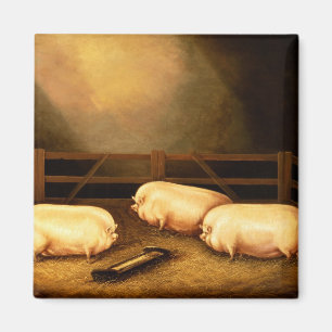 Three Prize Pigs outside a Sty Magnet