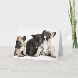 Three Pug Puppies Card