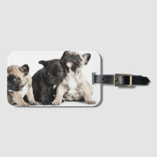 Three Pug Puppies Luggage Tag