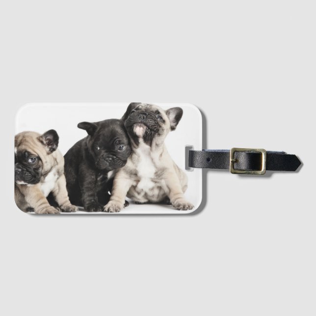 Three Pug Puppies Luggage Tag (Front Horizontal)