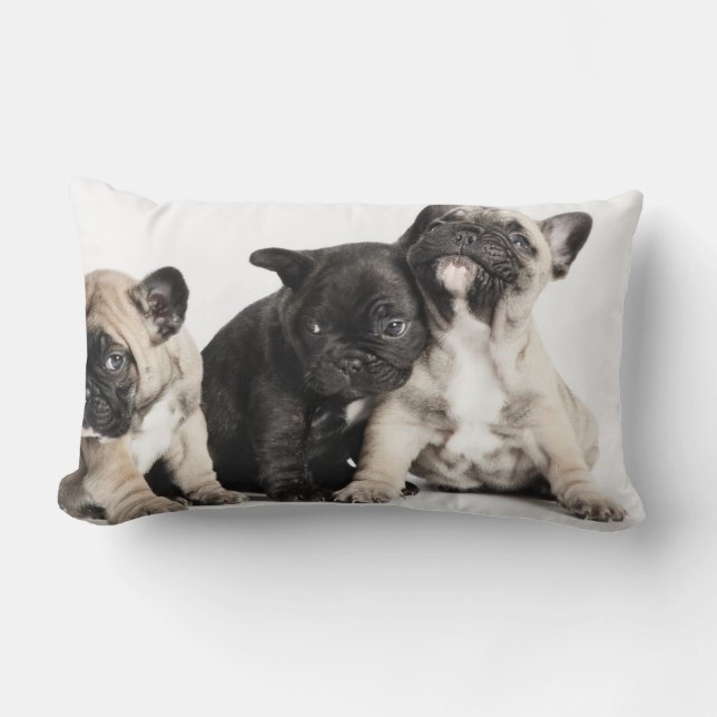 Three Pug Puppies Lumbar Cushion (Front)