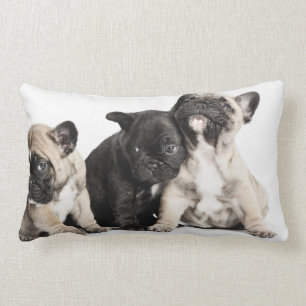 Three Pug Puppies Lumbar Cushion