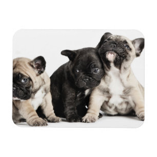 Three Pug Puppies Magnet