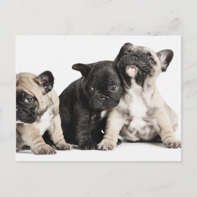 Three Pug Puppies Postcard (Front)