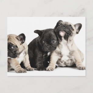Three Pug Puppies Postcard