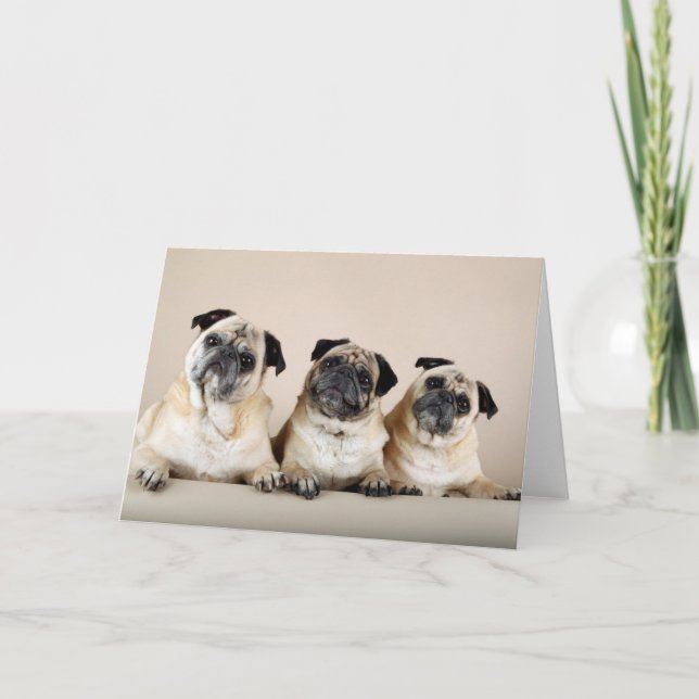 Three Pugs In A Row Card (Front)