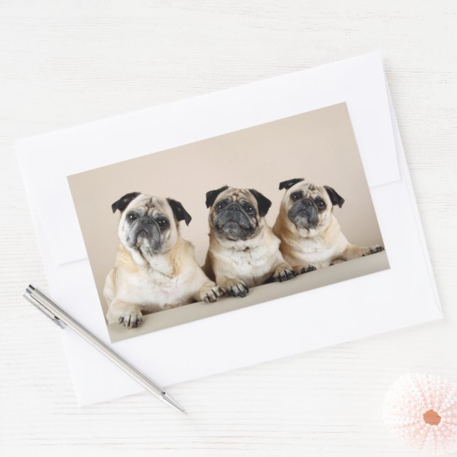Three Pugs In A Row Rectangular Sticker (Envelope)