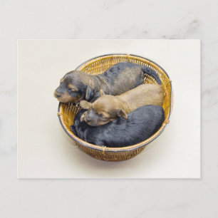 three puppies basket postcard