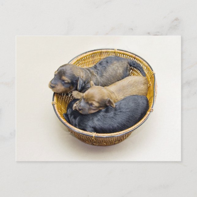 three puppies basket postcard (Front)