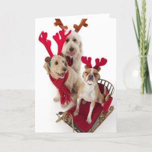 Three puppy dogs sitting at Christmas time Holiday Card