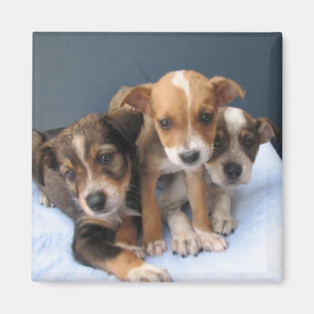 Three Pups Magnet (Front)