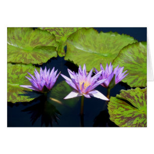 Three Purple Water Lilies