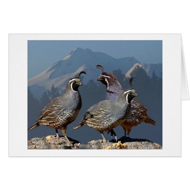 THREE QUAIL AND SHASTA (Front Horizontal)